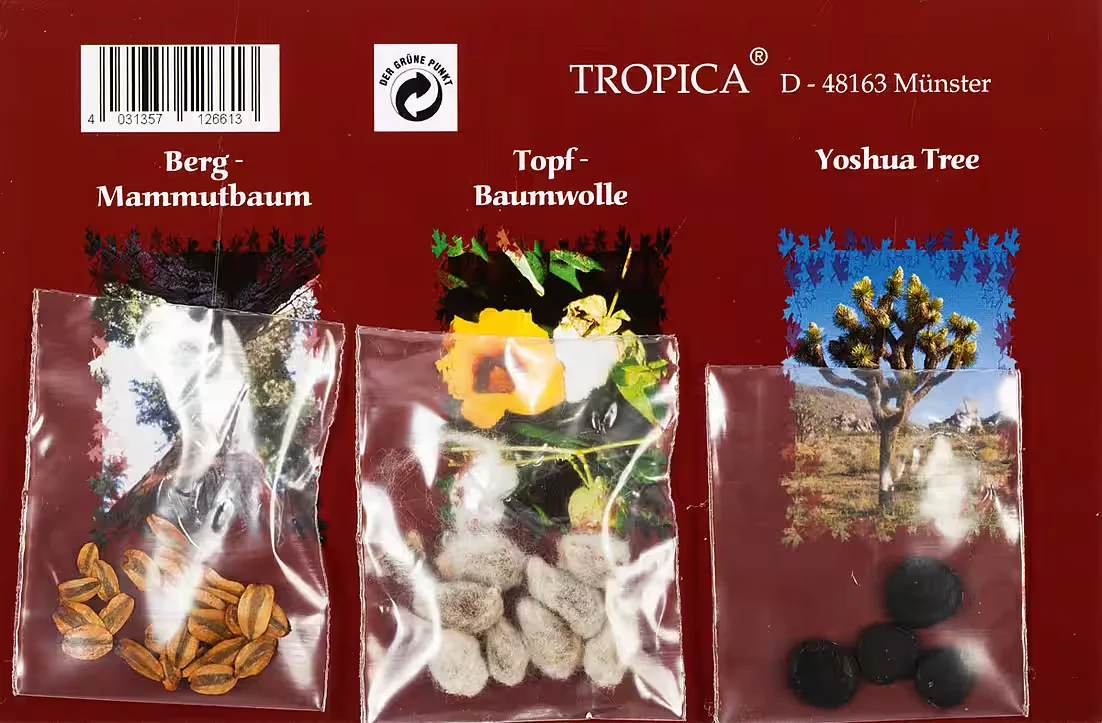 TROPICA Mini-Gewächshaus mit Mammutbaum-Samen